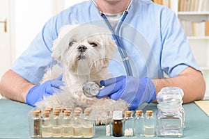 Vet checking a dog with a stethoscope