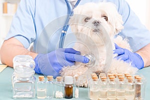 Vet checking a dog with a stethoscope