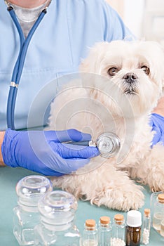 Vet checking a dog with a stethoscope