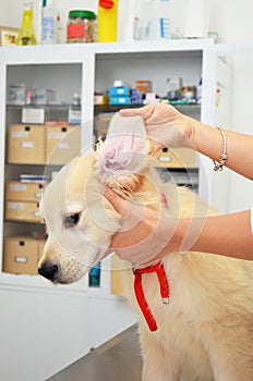 Vet checking dogs ear