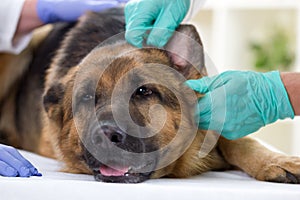 Vet checking the ears of a German Shepherd dog