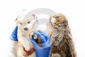 vet checking the heart rate of puppy. Examination of a pet with a stethoscope in a vet clinic.On white background.Doctor\'s gaze