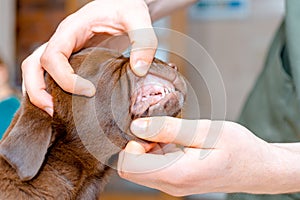 The Vet Checking puppy labrador cub teeth close up.Dog dental theme
