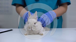 Vet checking rabbit fur for fleas or mites, annual pet healthcare exam, closeup