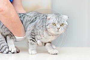 The vet checks the cat's stomach.The Scottish Fold cat is standing on the table.