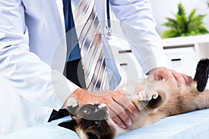 Vet checks the health of a cat