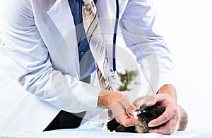 Vet checks the health of a cat