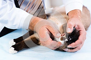 Vet checks the health of a cat