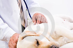 Vet checks the health of a dog