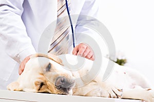 Vet checks the health of a dog