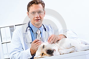 Vet checks the health of a dog