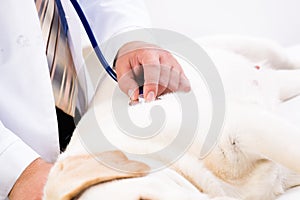 Vet checks the health of a dog