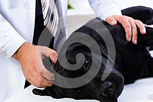 Vet checks the health of a dog