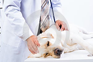 Vet checks the health of a dog