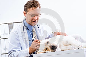 Vet checks the health of a dog