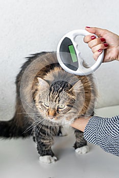 Cat vet clinic visit