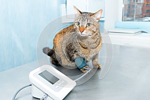 Vet clinic. Measure blood pressure of a cat