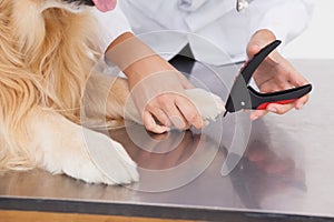 Vet clipping a labradors nails