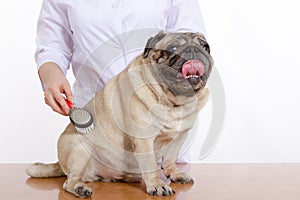 The vet combed wool pug dog on white background