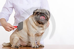 The vet combed wool pug dog on white background