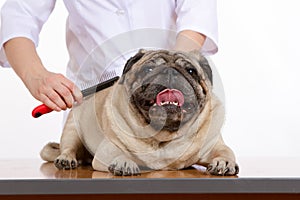 The vet combed wool pug dog on white background