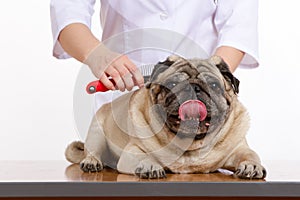 The vet combed wool pug dog on white background