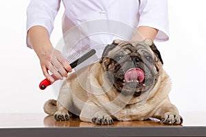 The vet combed wool pug dog on white background