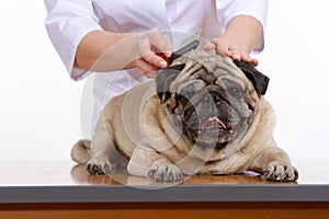 The vet combed wool pug dog on white background