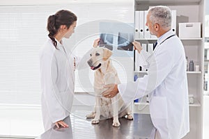 Vet coworker examining xray of a dog