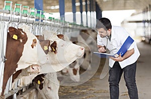 Vet And Cows