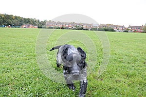 Vet cute puppy sprocker spaniel adorable grass field happy
