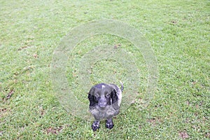 Vet cute puppy sprocker spaniel adorable grass field happy