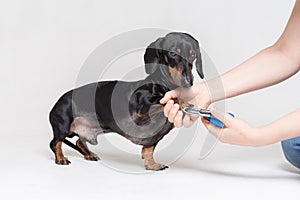 A vet cuts a dog`s claws with scissors for cutting the nails of the dog, isolated on gray background