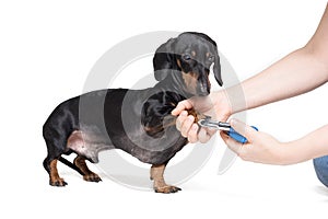 A vet cuts a dog`s claws with scissors for cutting the nails of the dog, isolated on white background