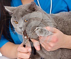 Vet cutting cat toenails