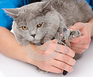 Vet cutting cat toenails. on white background