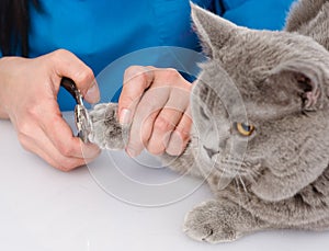 Vet cutting cat toenails. on white background photo