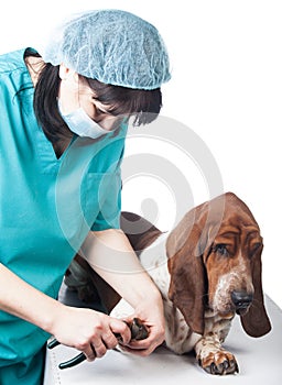 Vet cutting dog claws