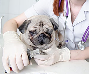 Vet cutting dog toenails. on white background photo