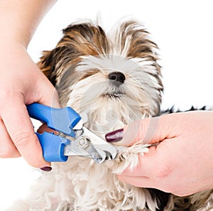 Vet cutting dog toenails on white background photo