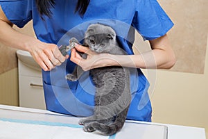 Vet cutting toenails to cute little kitten in veterinary clinic.