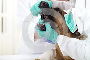 Vet dentist is checking dog's teeth