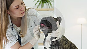 Vet doctor is checking and cleaning dog's eyes