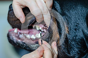 Vet doctor checks the dogâ€™s teeth. Closeup. Soft focus.