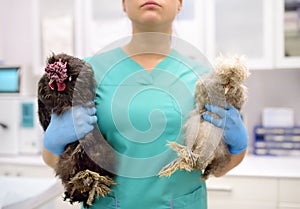 Vet doctor checkup chickens. Veterinarian clinic during work