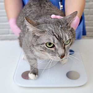 Vet doctor in the clinic weighs the overweight pet on the scales