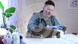 Vet doctor examines a cat in a veterinary office, an injection and animal tests.