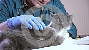 Vet doctor examines a cat in a veterinary office, an injection and animal tests.