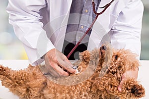 Vet doctor examining cute poodle dog with stethoscope at clinic