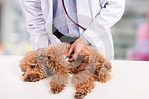 Vet doctor examining cute poodle dog with stethoscope at clinic